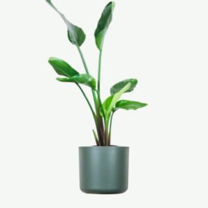 Alocasia Regal Shield