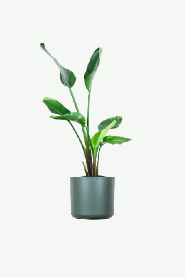 Alocasia Regal Shield
