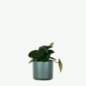 Calathea Rufibarba