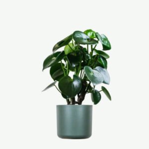 Aralia Ming
