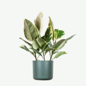 Dracaena Lisa